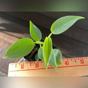 Philodendron silver sword Hastatum